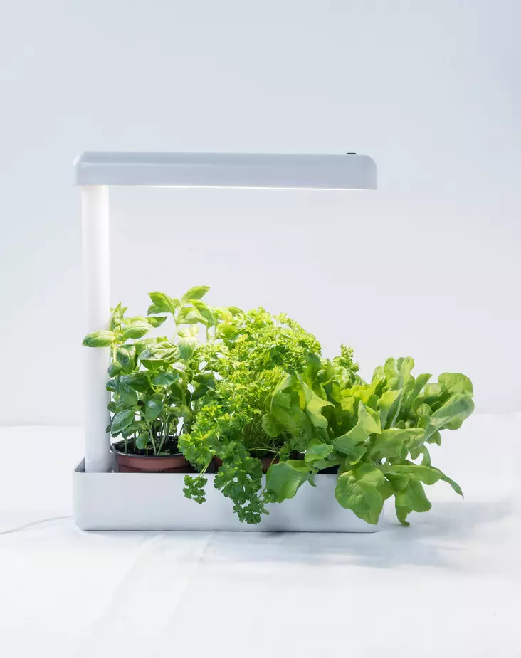 Kasvivalaisin Herby LED 12 W Airam - Golv- och bordslampor - 6435200228222 - 1