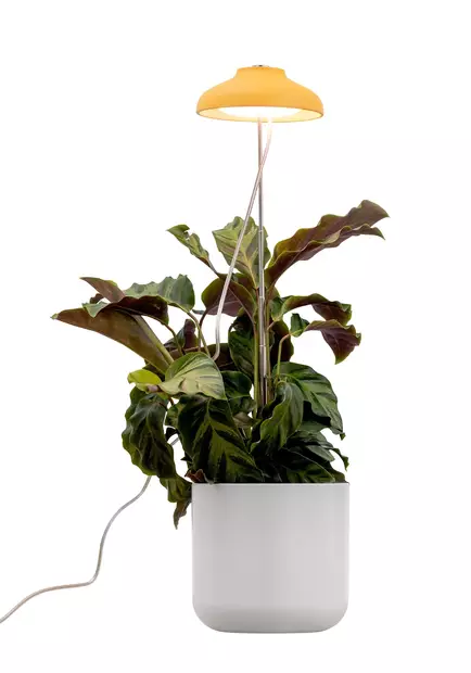 Kasvivalo Iris 5W-835 240lm USB keltainen - Golv- och bordslampor - 6435200292643 - 1