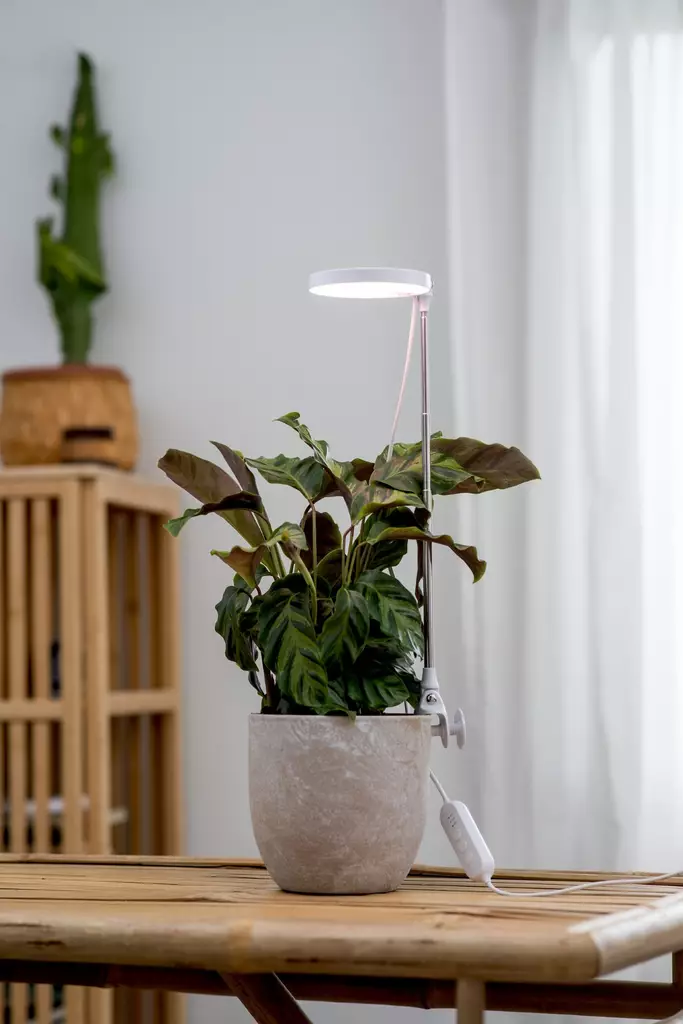 Kasvivalaisin Rose 10W-735 290lm USB - Golv- och bordslampor - 6435200292605 - 2