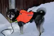 NordicDog Dina GPS säkerhetsväst L - Hundkläder - 6438014324746 - 1