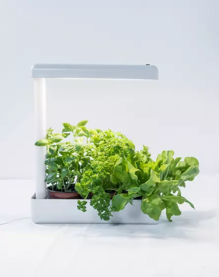 Kasvivalaisin - Golv- och bordslampor - 6435200285607 - 2