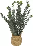 Tekokasvi Eucalyptus korissa=20 - Konstgjorda växter och plastblommor - 8720573124287 - 1