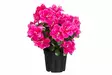 Pinkki Atsalea - Hängande blomkrukor och vaser - 6410416527307 - 1