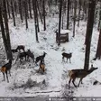 Viltkamera PNI Hunting 751 PRO - 16MP, 4G LTE, mörkerseende, solpanel - Åtelkameror - 5949066538797 - 2