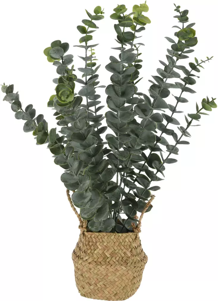 Tekokasvi Eucalyptus korissa=20 - Konstgjorda växter och plastblommor - 8720573124287 - 1